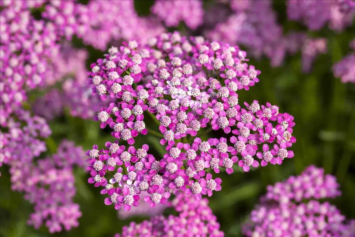 Achillea millefolium 'Lilac Beauty' Garten-Schaf-Garbe