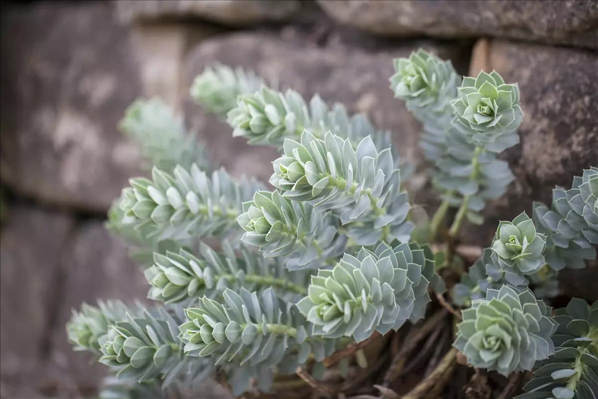 Euphorbia myrsinites Walzen-Wolfsmilch