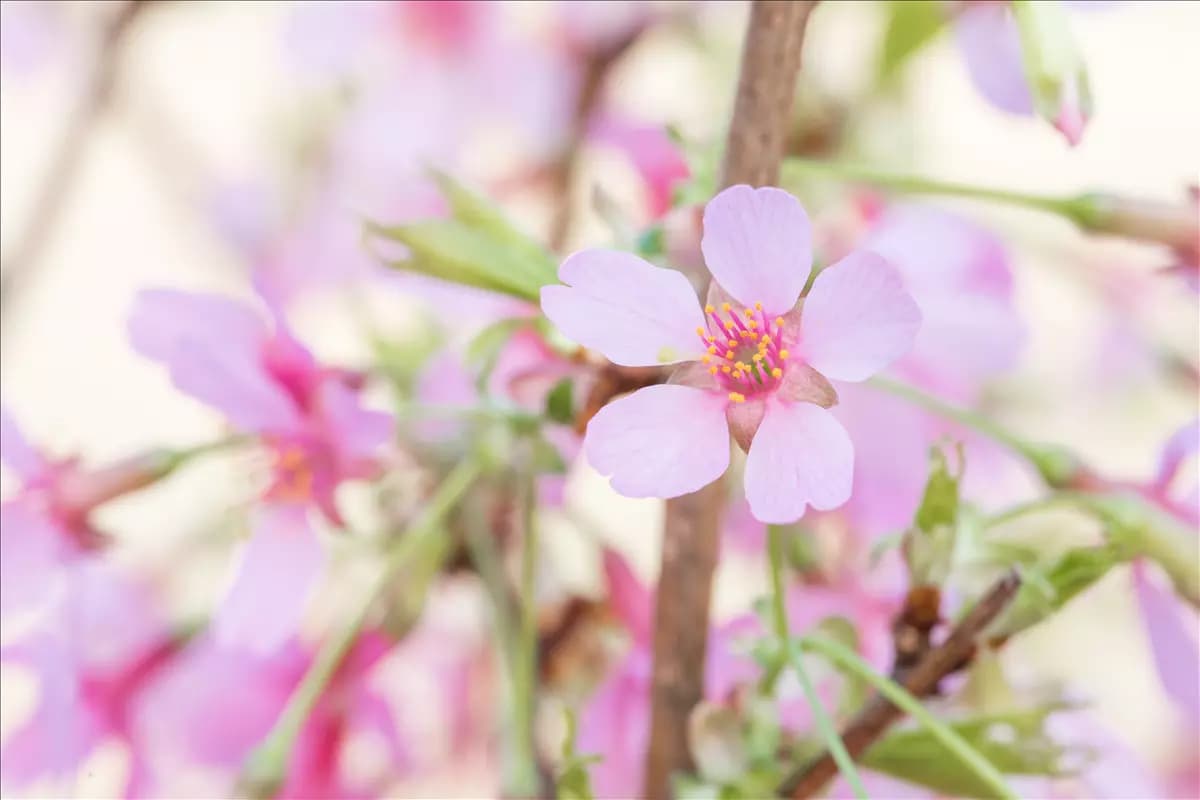 Prunus 'Okame' CAC Zierkirsche 'Okame'