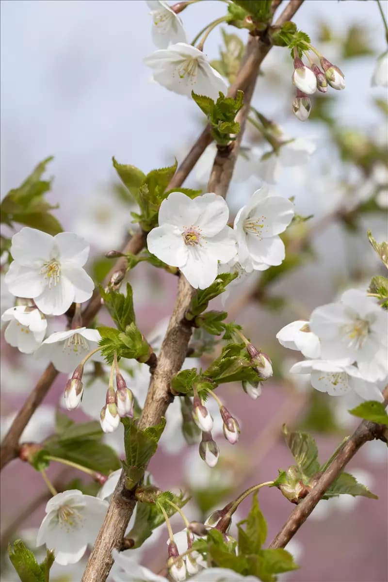 Prunus 'The Bride' Geschlitzte Kirsche 'The Bride'