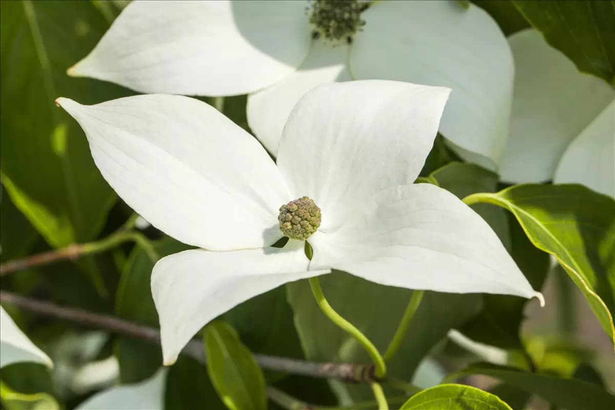 Cornus kousa 'Milky Way' Jap. Blumen-Hartriegel